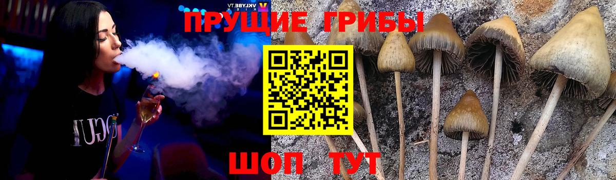 Солнечногорск  Псилоцибиновые грибы Cubensis  Вход с VPN 